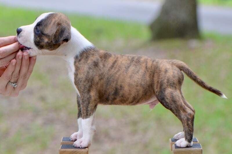6 weeks