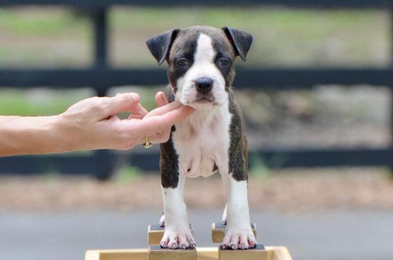 6 weeks