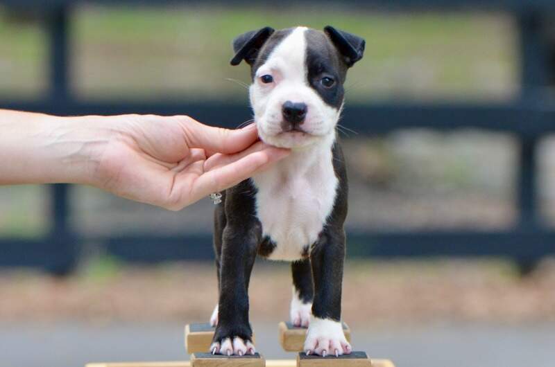 6 weeks