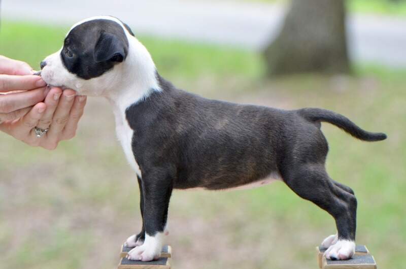 6 weeks