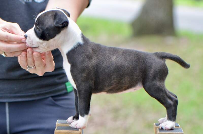 6 weeks