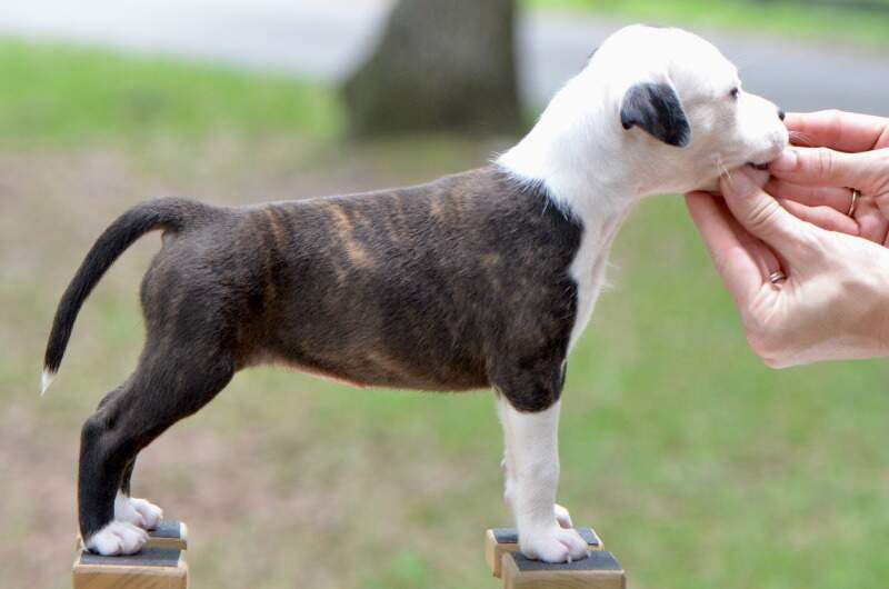 6 weeks