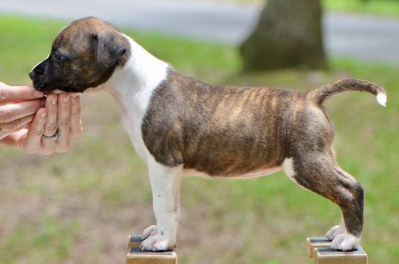 6 weeks