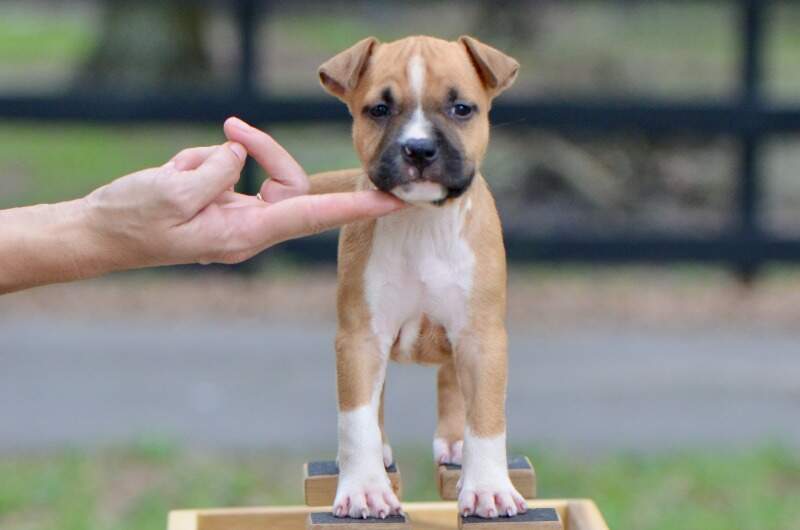 6 weeks
