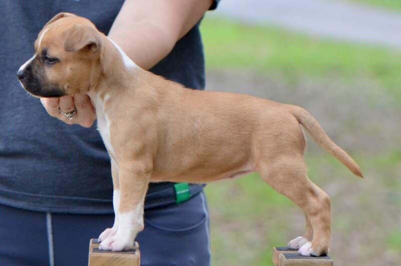 6 weeks