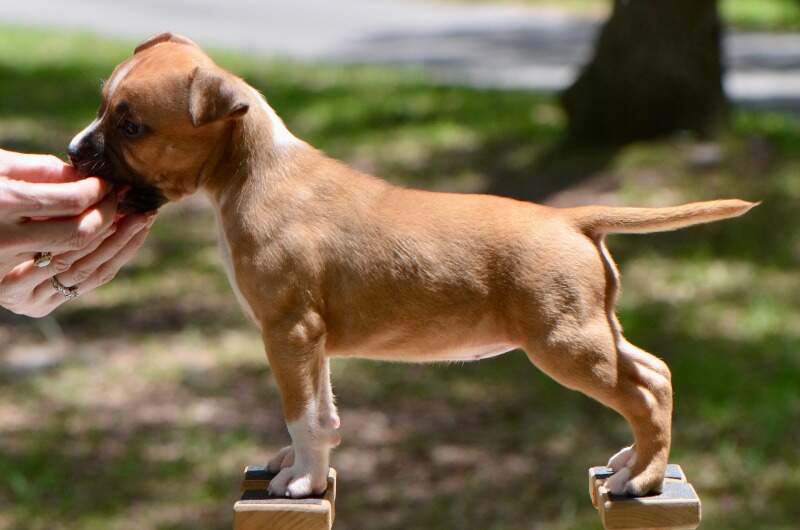 6 weeks