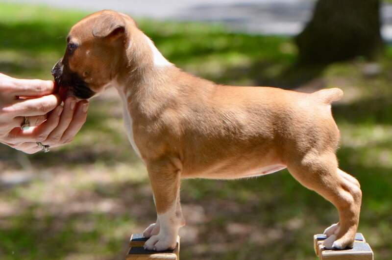 6 weeks