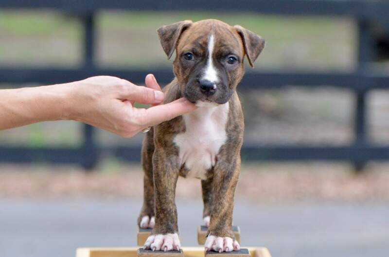 6 weeks