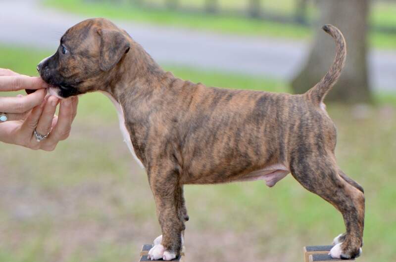 6 weeks