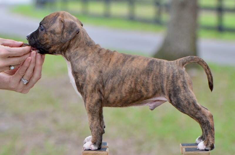 6 weeks