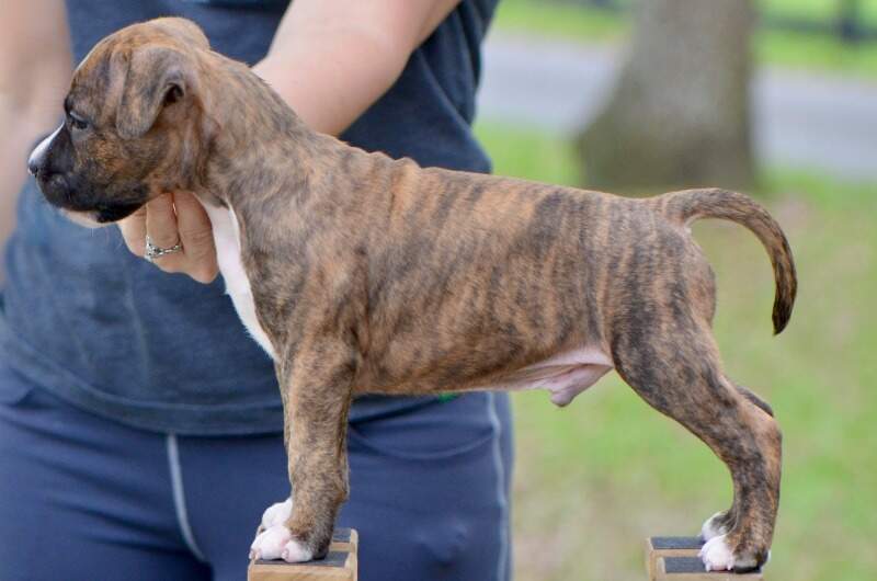 6 weeks