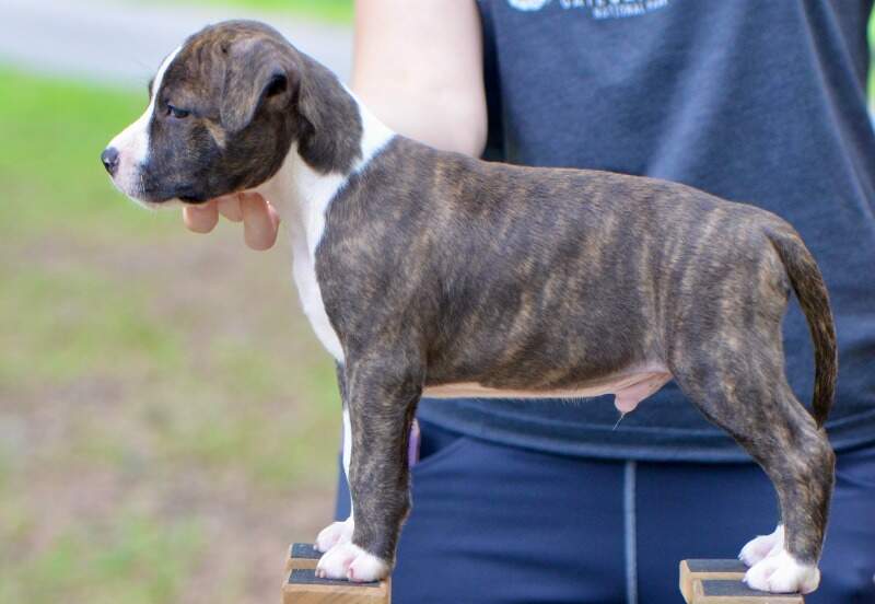 6 weeks