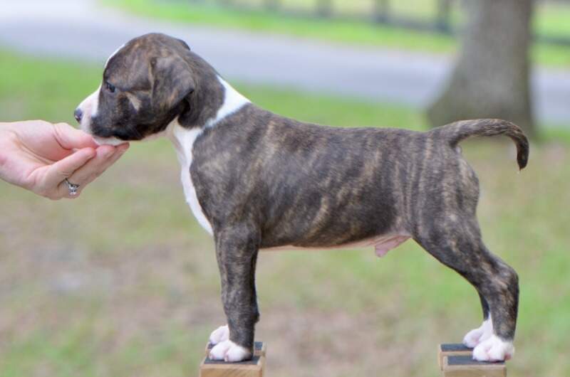 6 weeks
