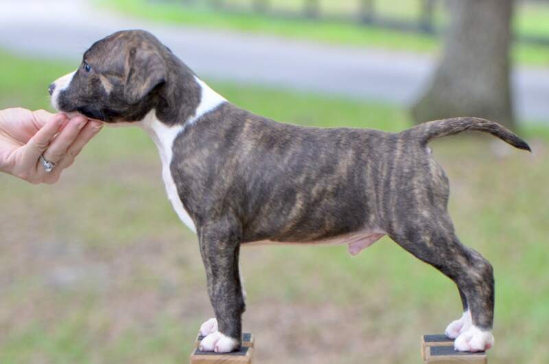 6 weeks