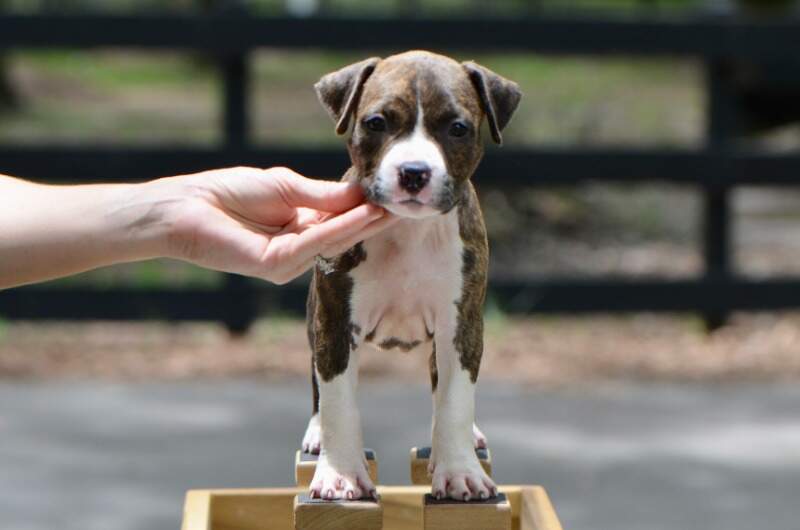 6 weeks