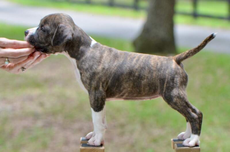 6 weeks