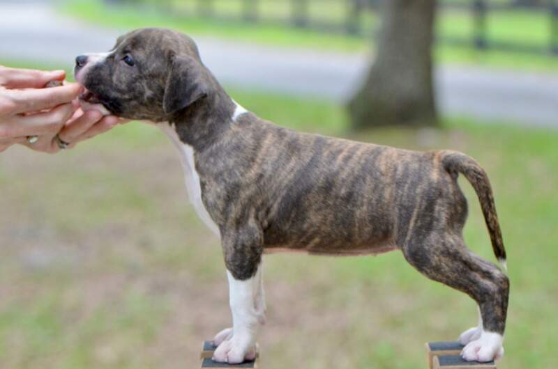 6 weeks