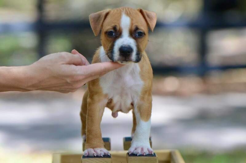 6 weeks