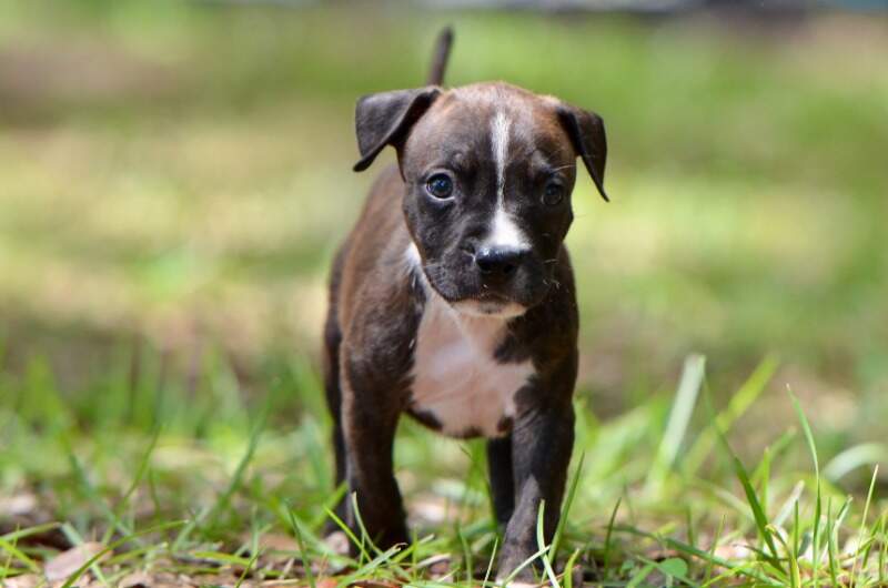 6 weeks