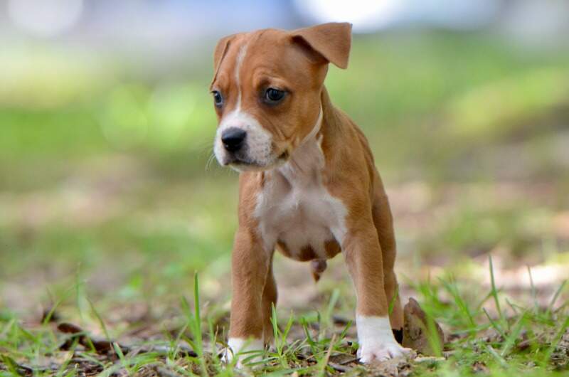 6 weeks