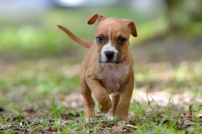 6 weeks