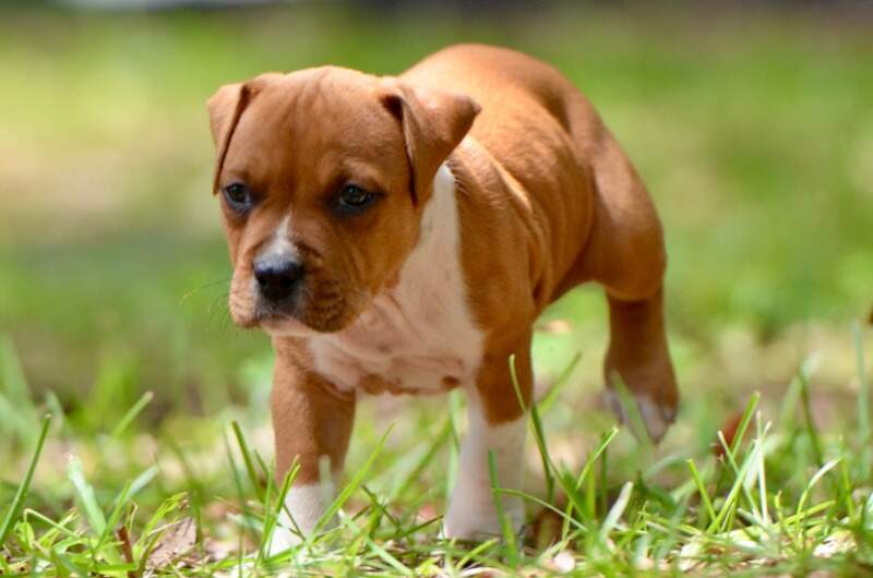 6 weeks