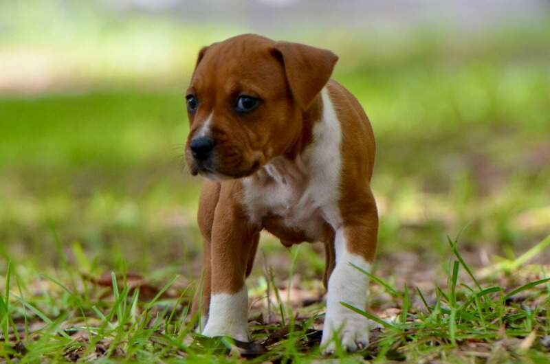 6 weeks