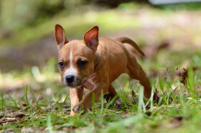 6 weeks