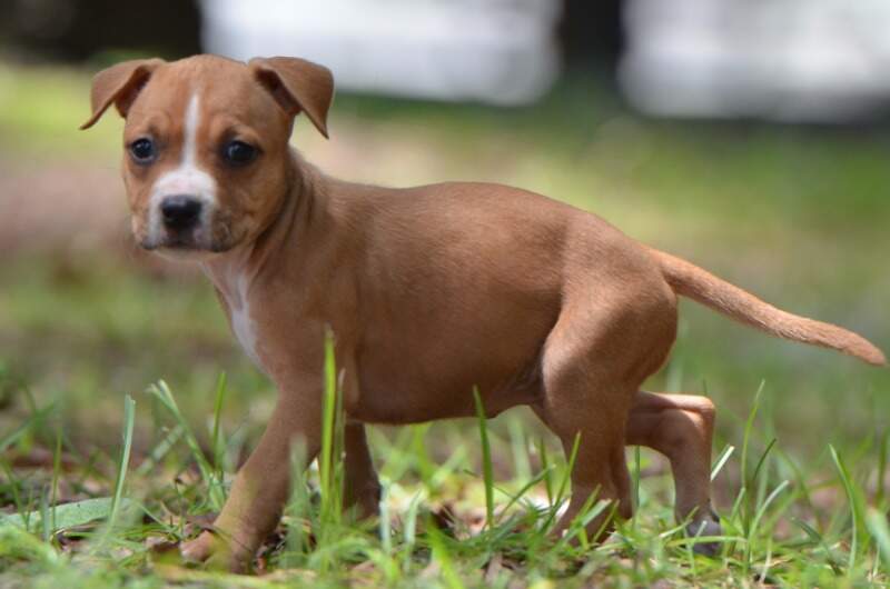 6 weeks