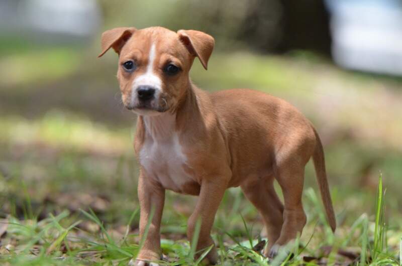 6 weeks
