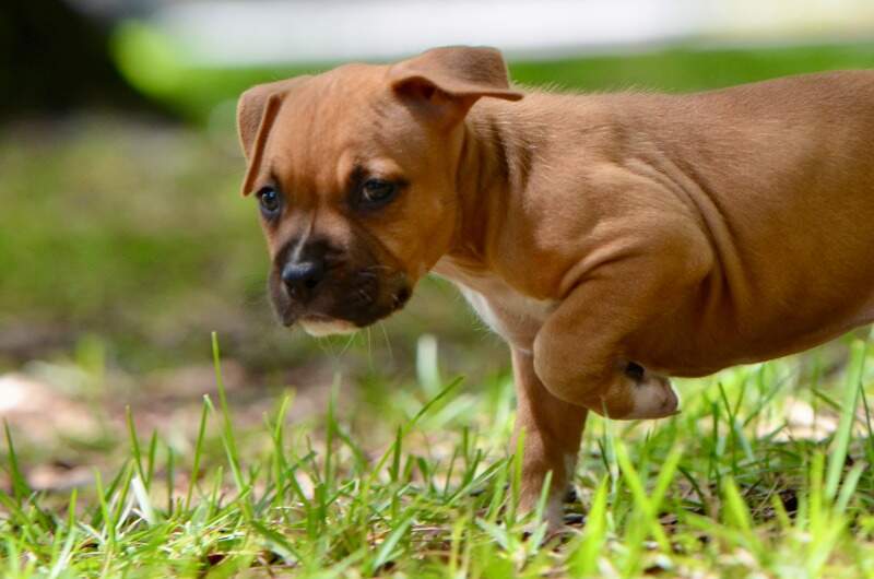 6 weeks