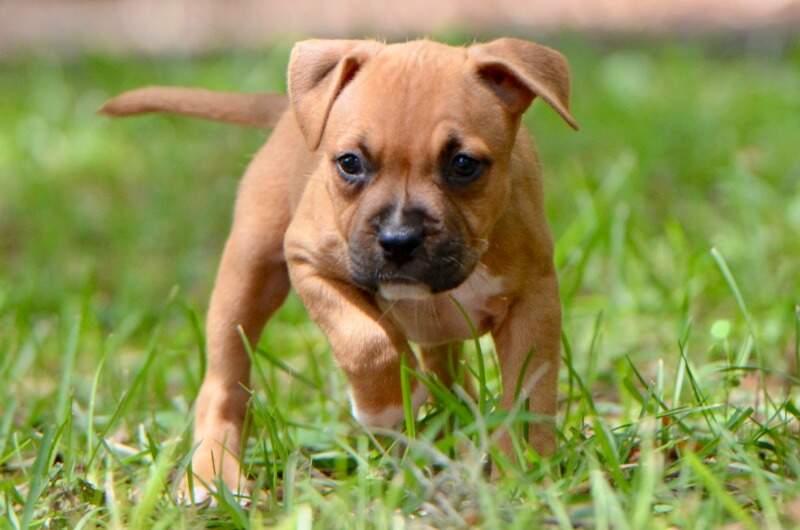 6 weeks