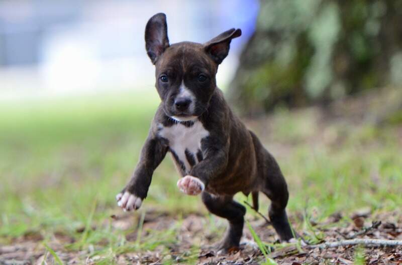 6 weeks