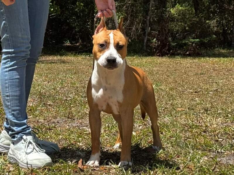 Capo 7 Months