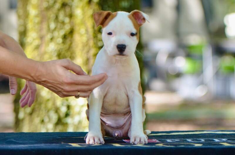 7 weeks