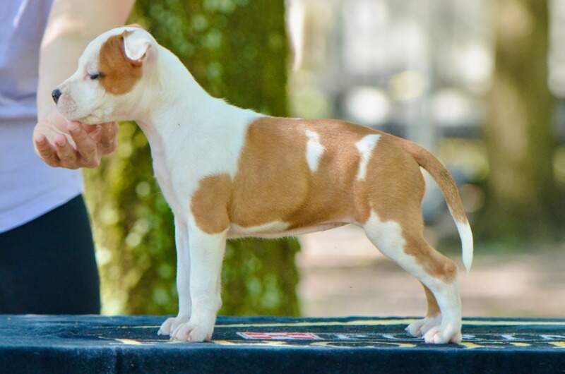 7 weeks