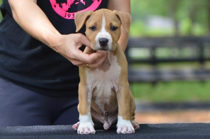 7 weeks