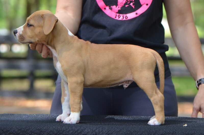 7 weeks