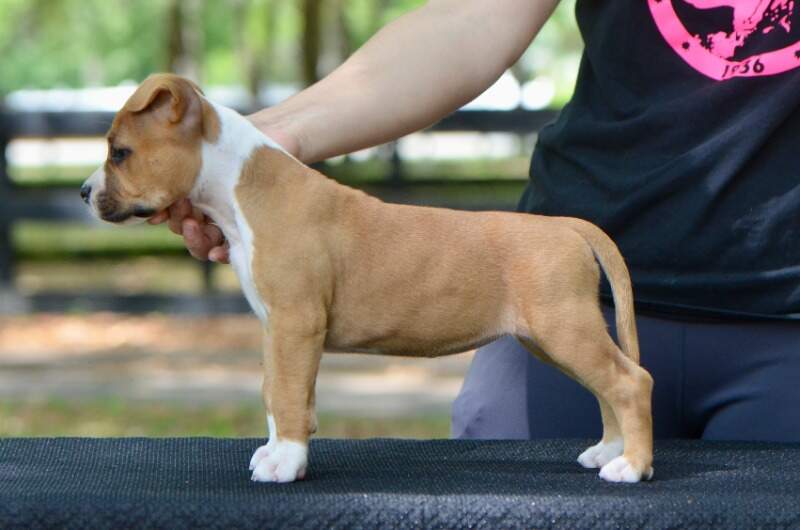 7 weeks