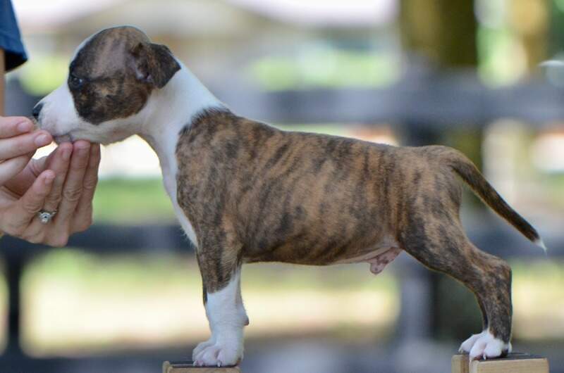 7 weeks