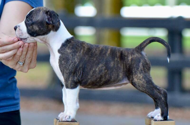 7 weeks
