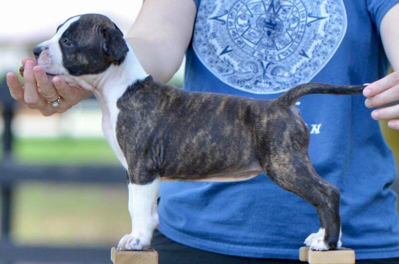 7 weeks