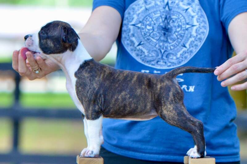7 weeks