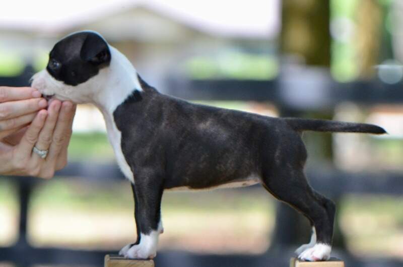 7 weeks