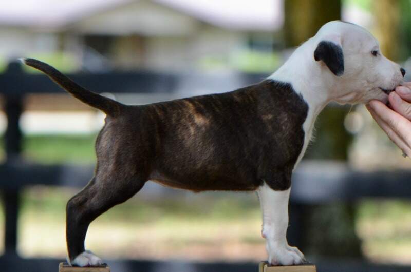 7 weeks