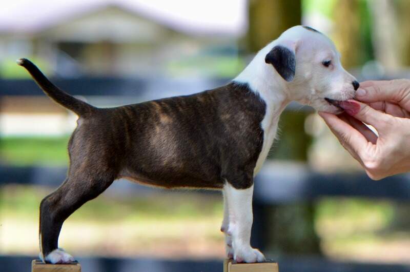 7 weeks