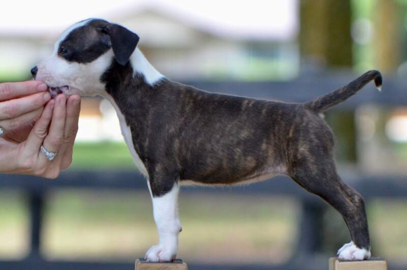 7 weeks