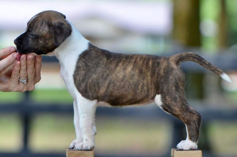 7 weeks
