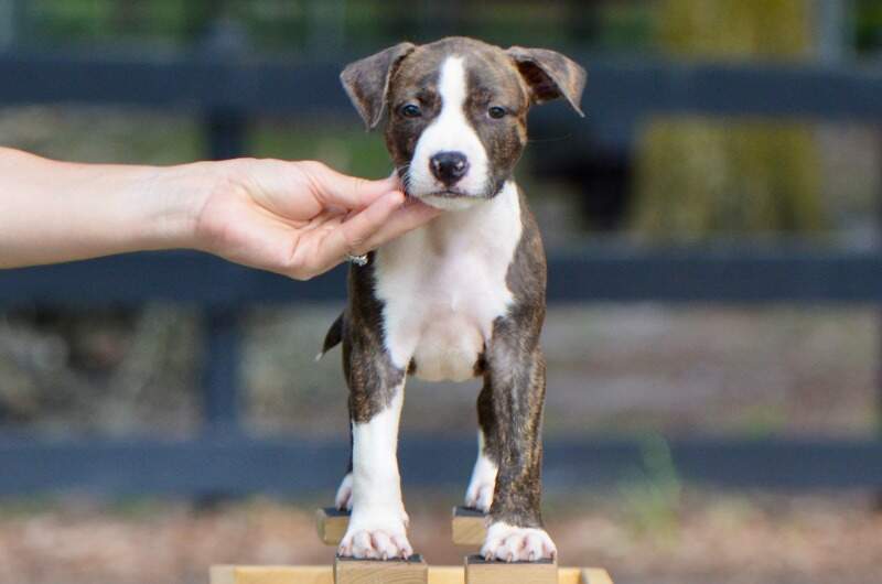 7 weeks