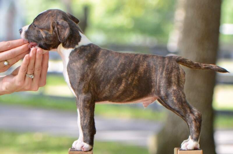 7 weeks